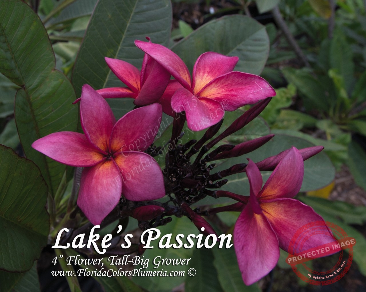 Lake_s-Passion_8754.jpg