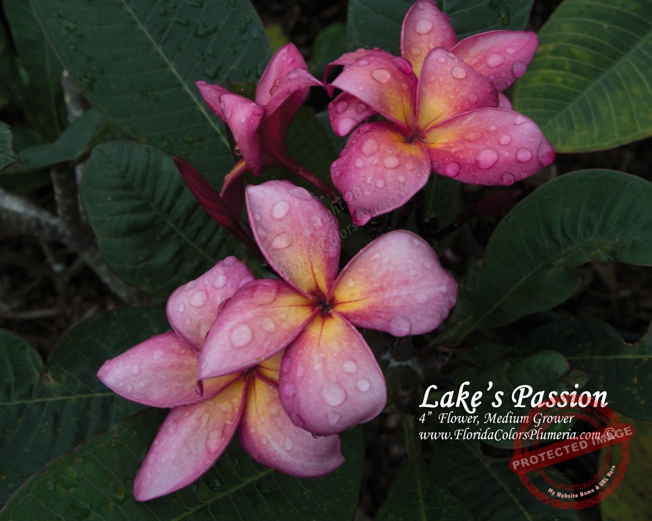 Lake_s-Passion_8810.jpg