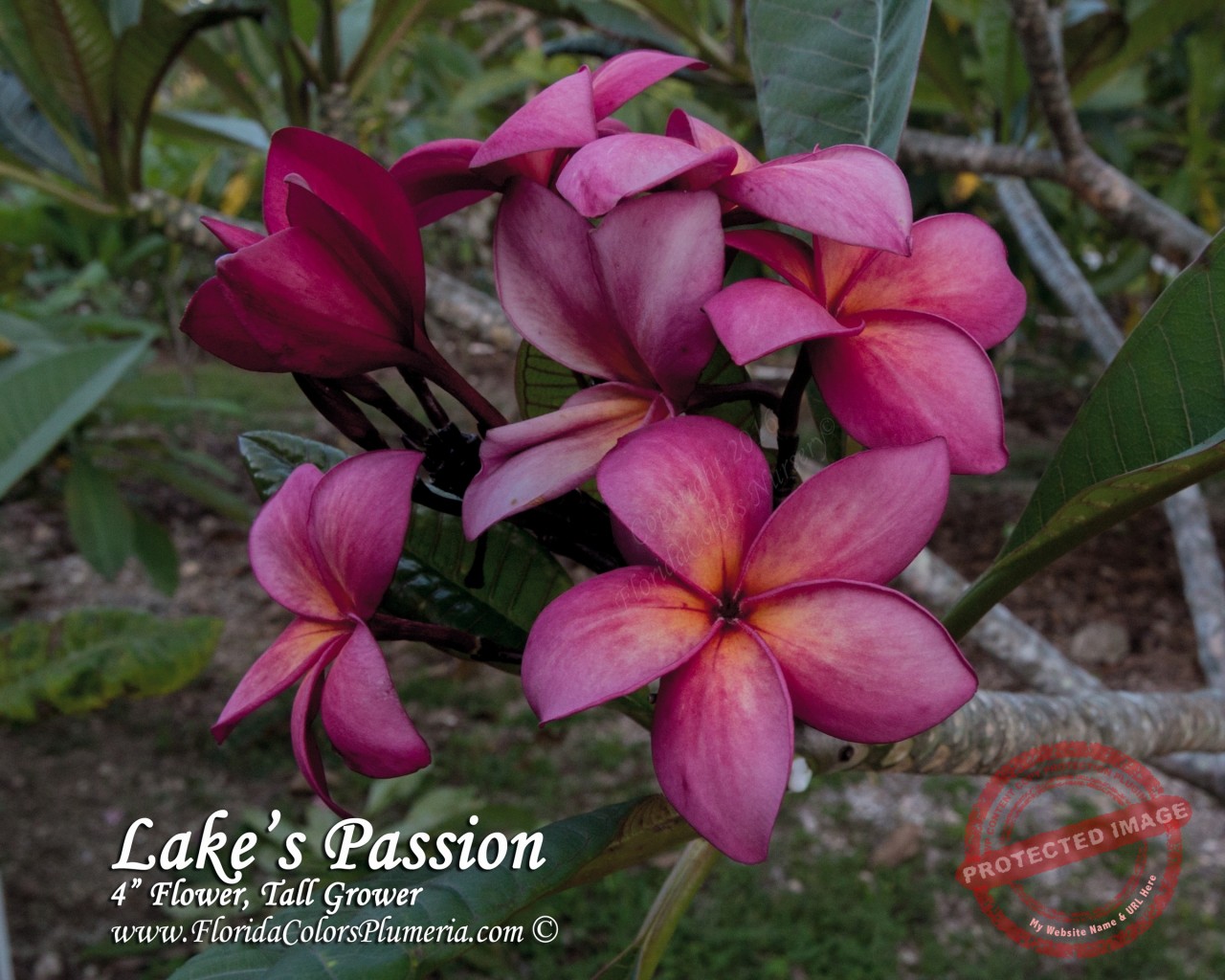 Lake_s-Passion_9763.jpg