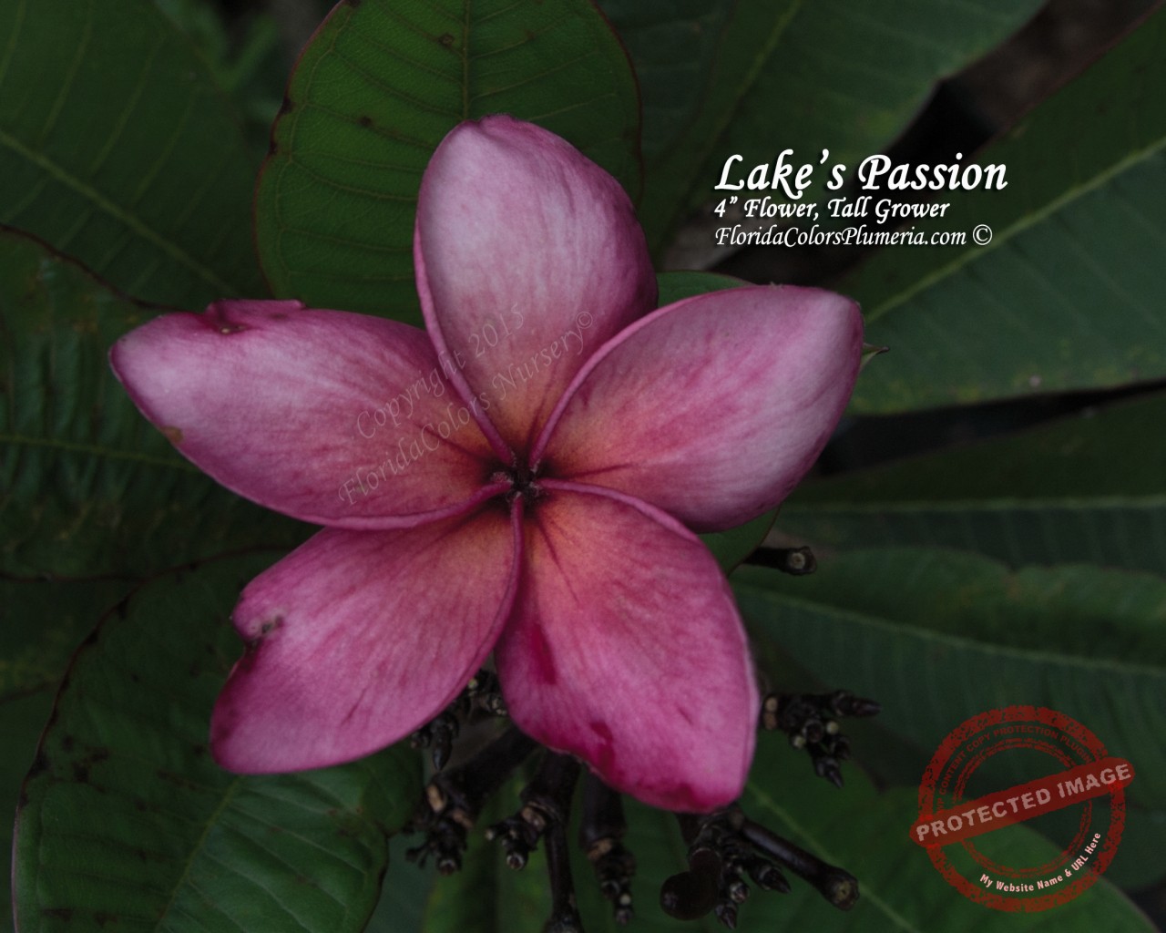 Lakes-Passion_0542.jpg