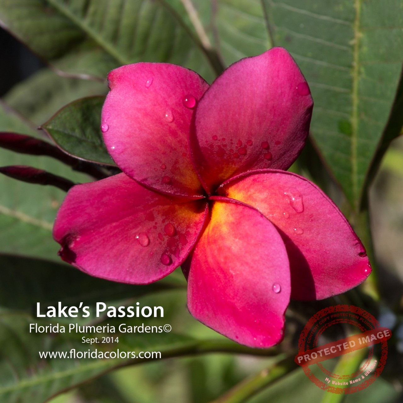Lakes-Passion_7093.jpg