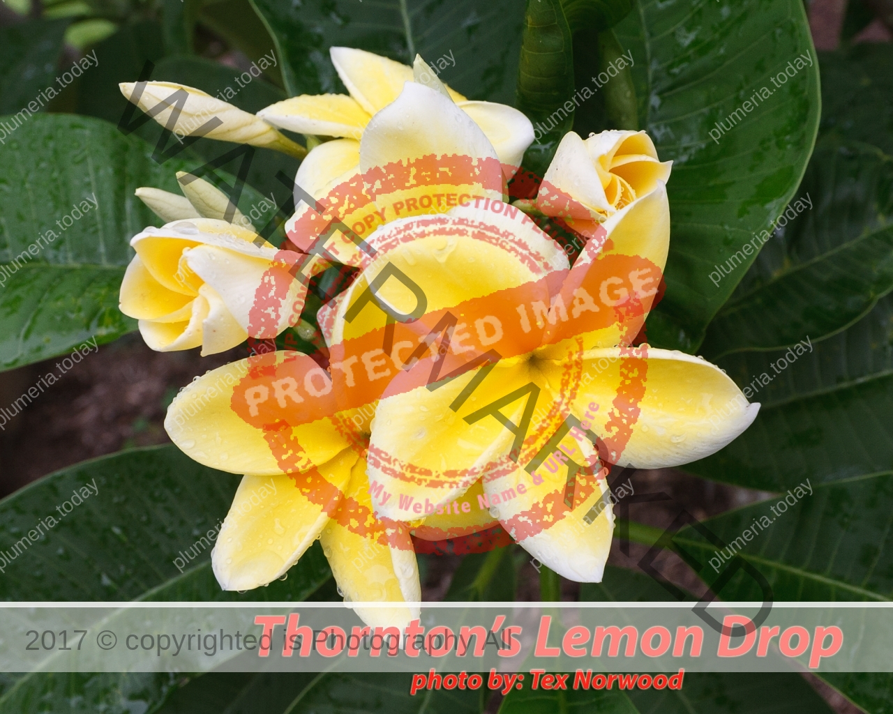 Lemon-Drop_MG_4032.jpg