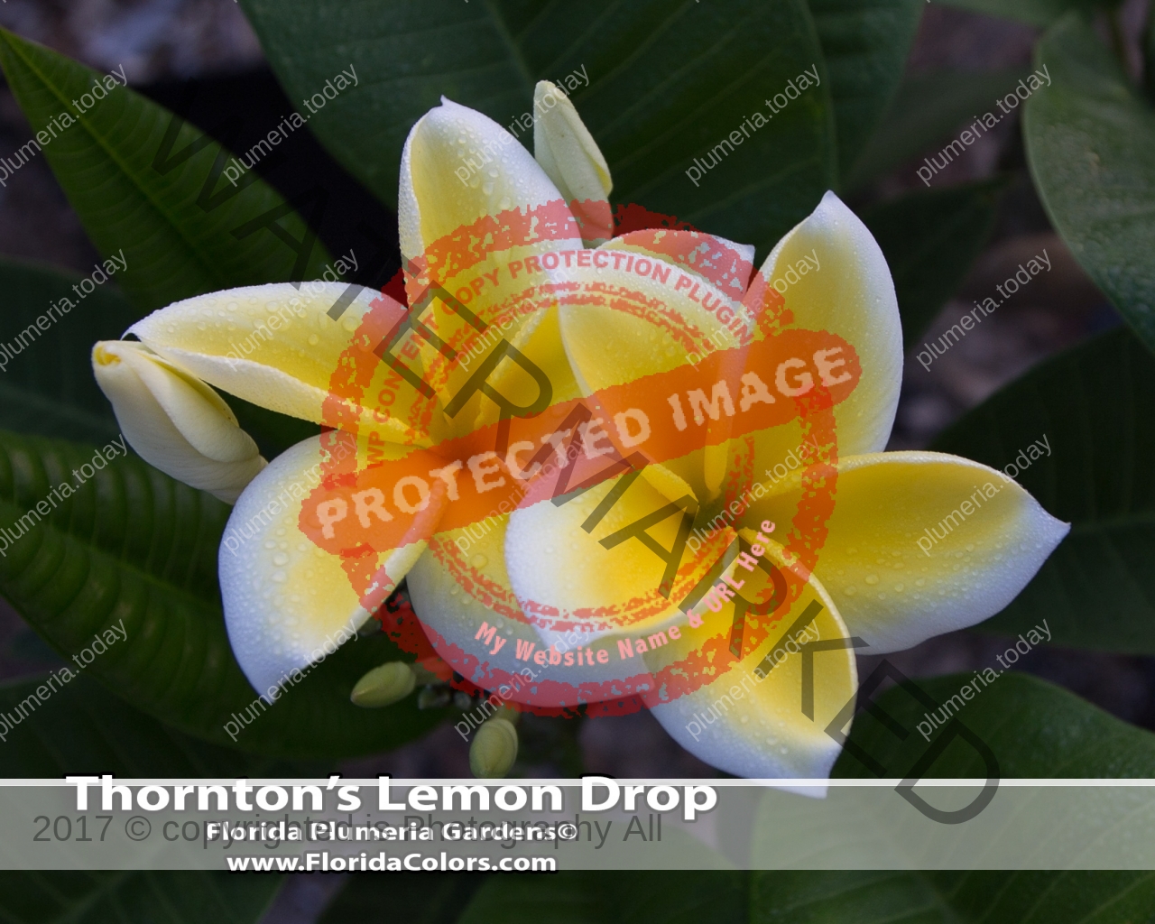 Thorntons-Lemon-Drop_9261.jpg
