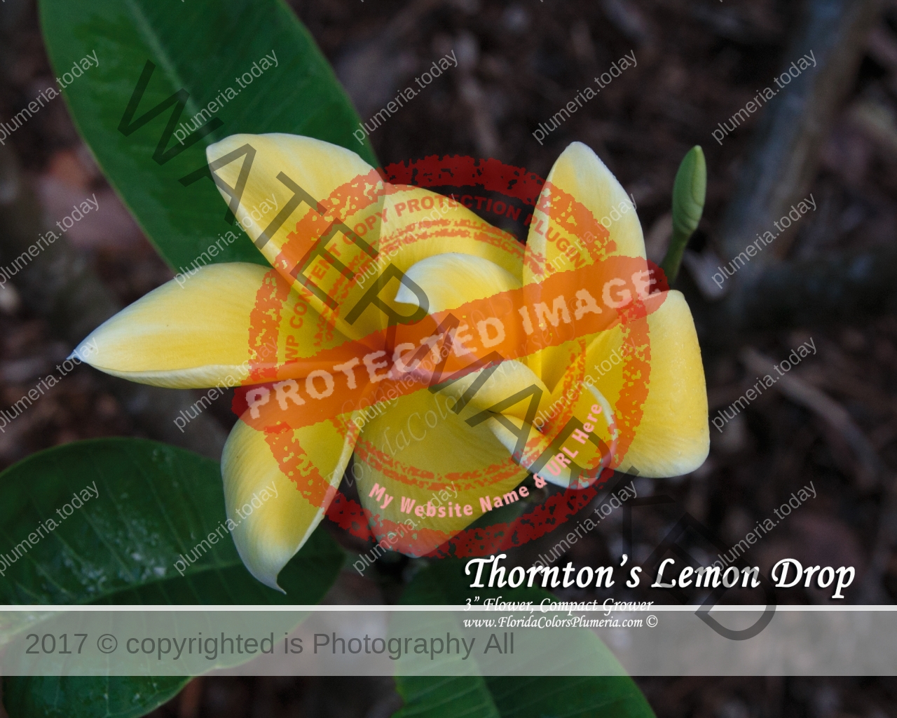 Thorntons-Lemon-Drop_9434.jpg