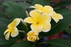 Lemon Drop1_9822.jpg