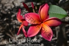Leona-Hoke_1106.jpg