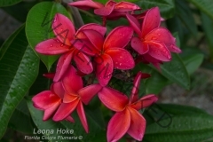 Leona-Hoke_4114.jpg
