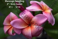 Marengo-Seedling_7528.jpg