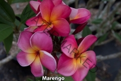 Marengo_9506.jpg