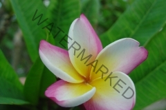 Marion B.jpg
