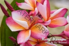 Mary_Moragne_4x6_MG_9227.jpg