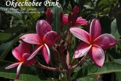 Okeechobee-Pink_6756.jpg