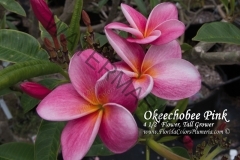 Okeechobee-Pink_9645.jpg