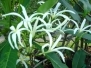 P. Stenopetala