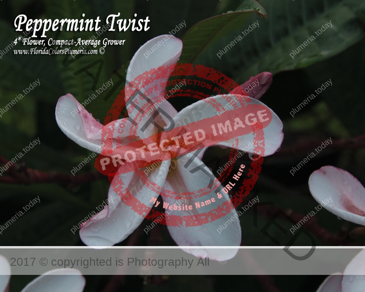 Peppermint-Twist_0014.jpg