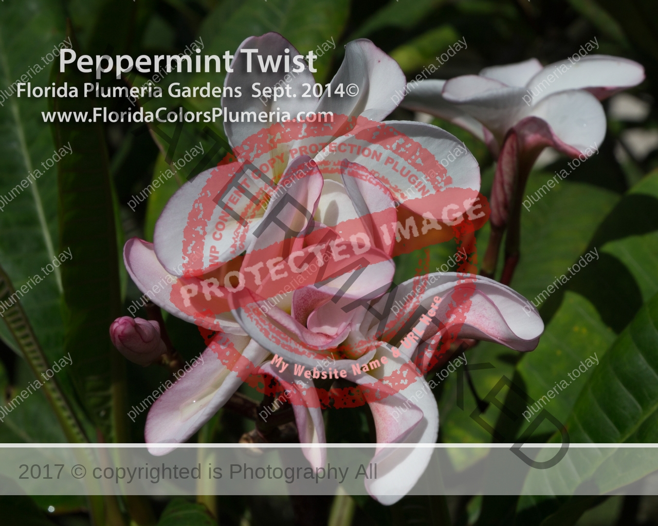 Peppermint-Twist_7109.jpg
