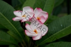 JL_Pink_Pansy_MG_0372.jpg