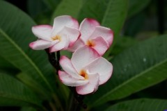 JL_Pink_Pansy_MG_0372.jpg JL_Pink_Pansy_MG_0372.jpg