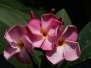 Pink Ruffles