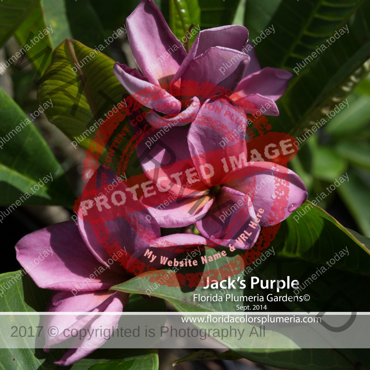 Jacks-Purple_7163.jpg