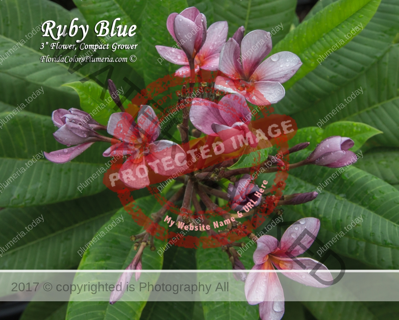 Ruby-Blue_2952.jpg