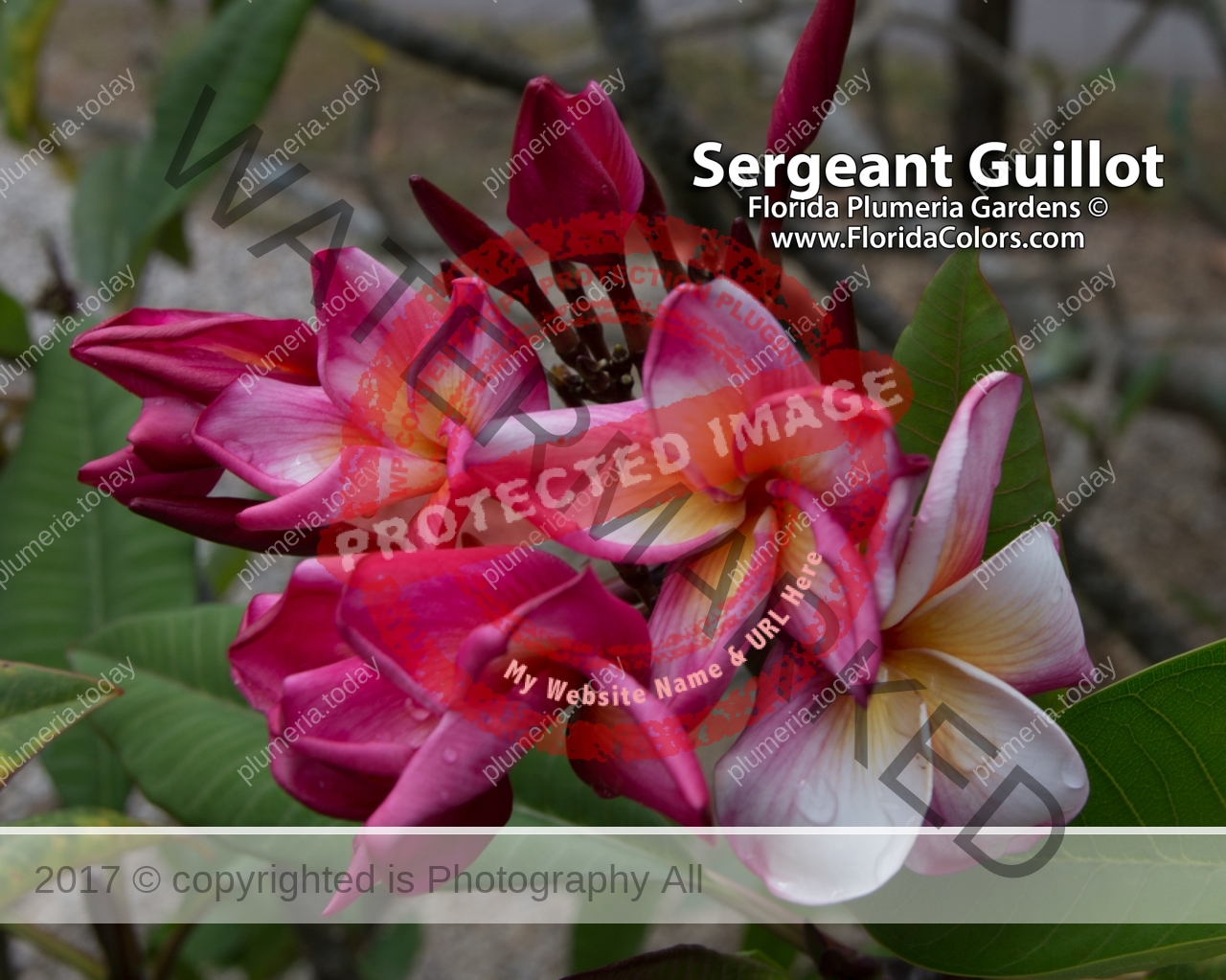 Sergeant-Guillot_0037.jpg