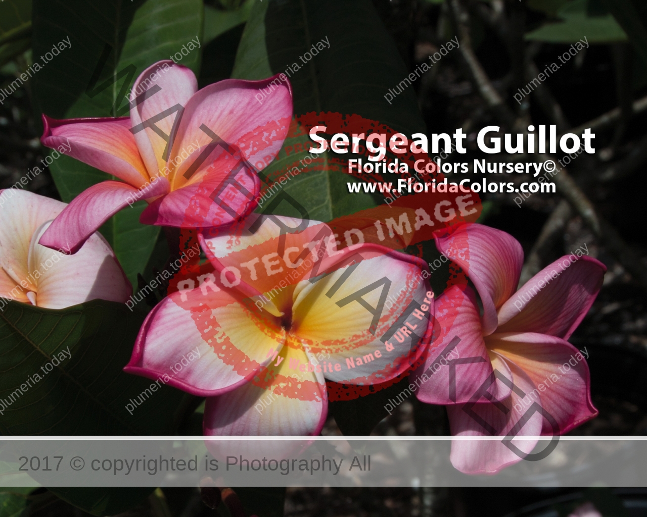 Sergeant-Guillot_2154.jpg