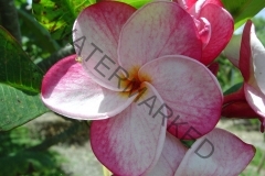 Speckletacular (9).jpg