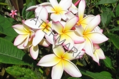 Sugar-Plum-Fairy-082212