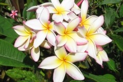 Sugar-Plum-Fairy-082212