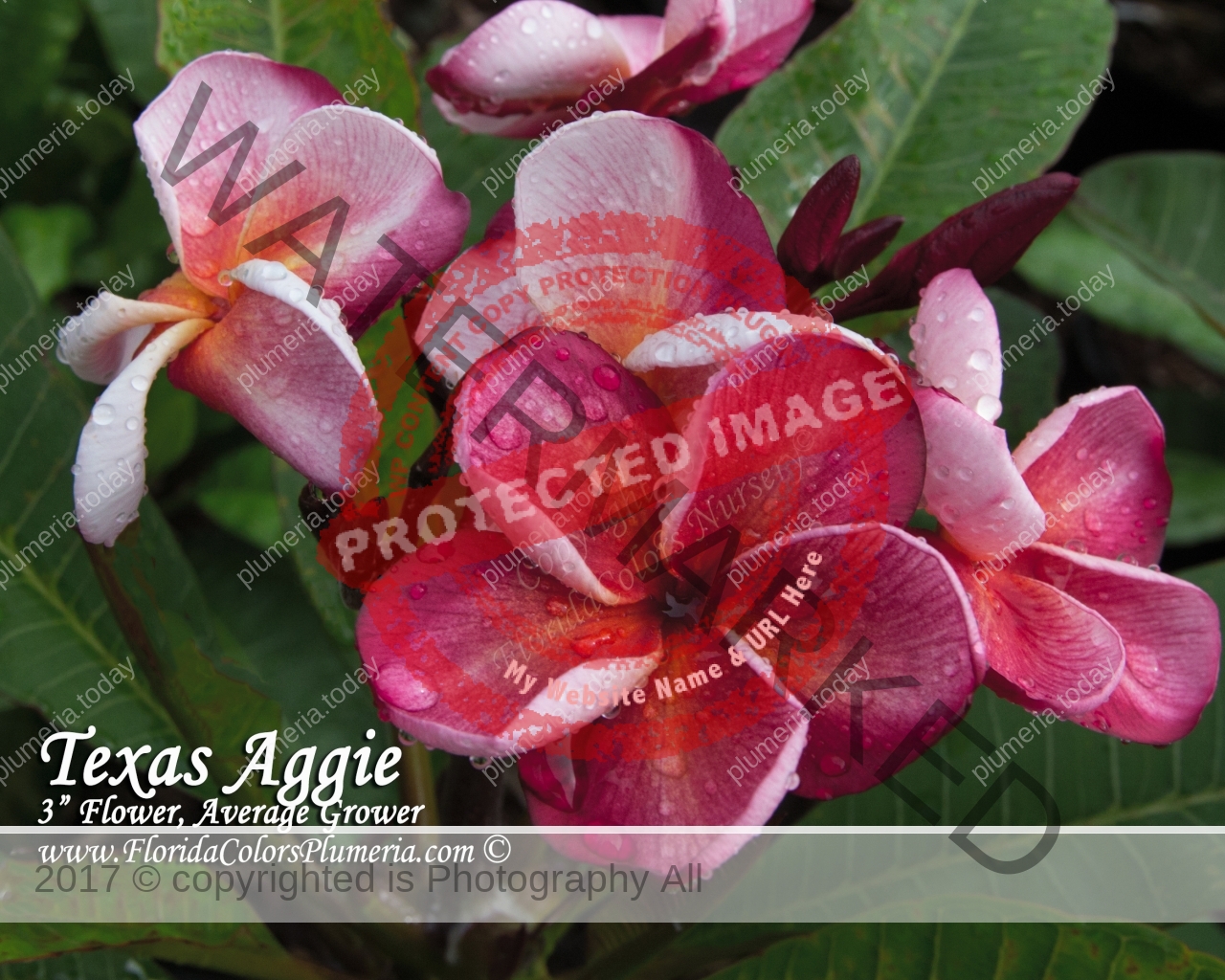 Texas Aggie Plumeria Today