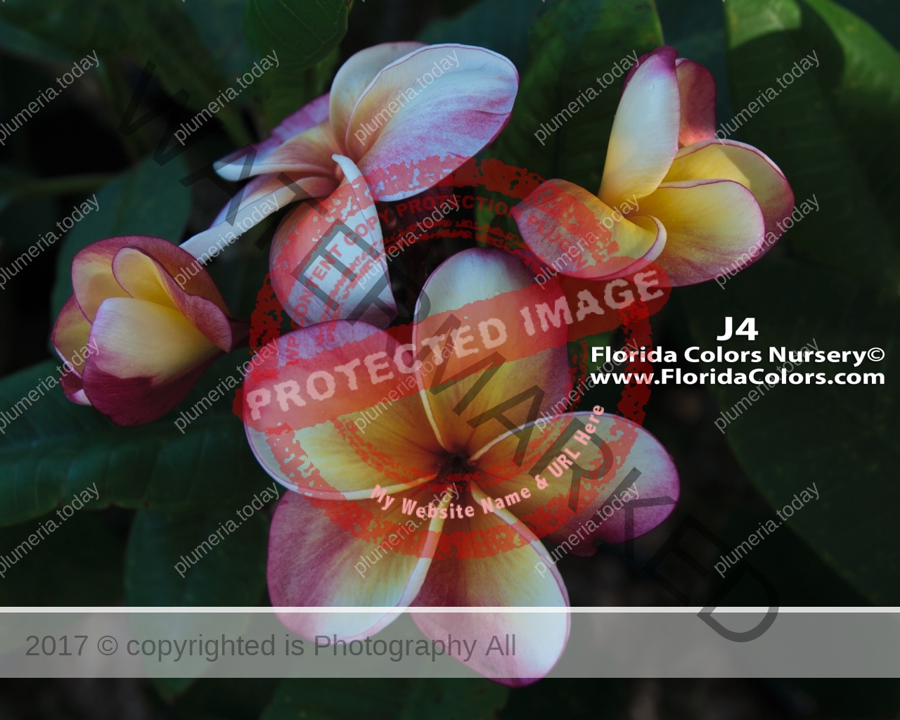 Plumeria - Frangipani plants and seeds