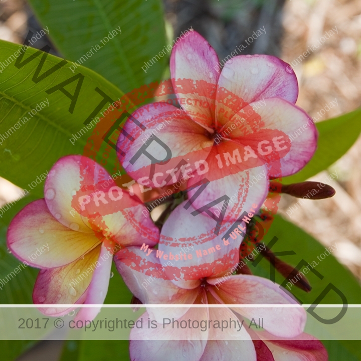 Plumeria - Frangipani plants and seeds