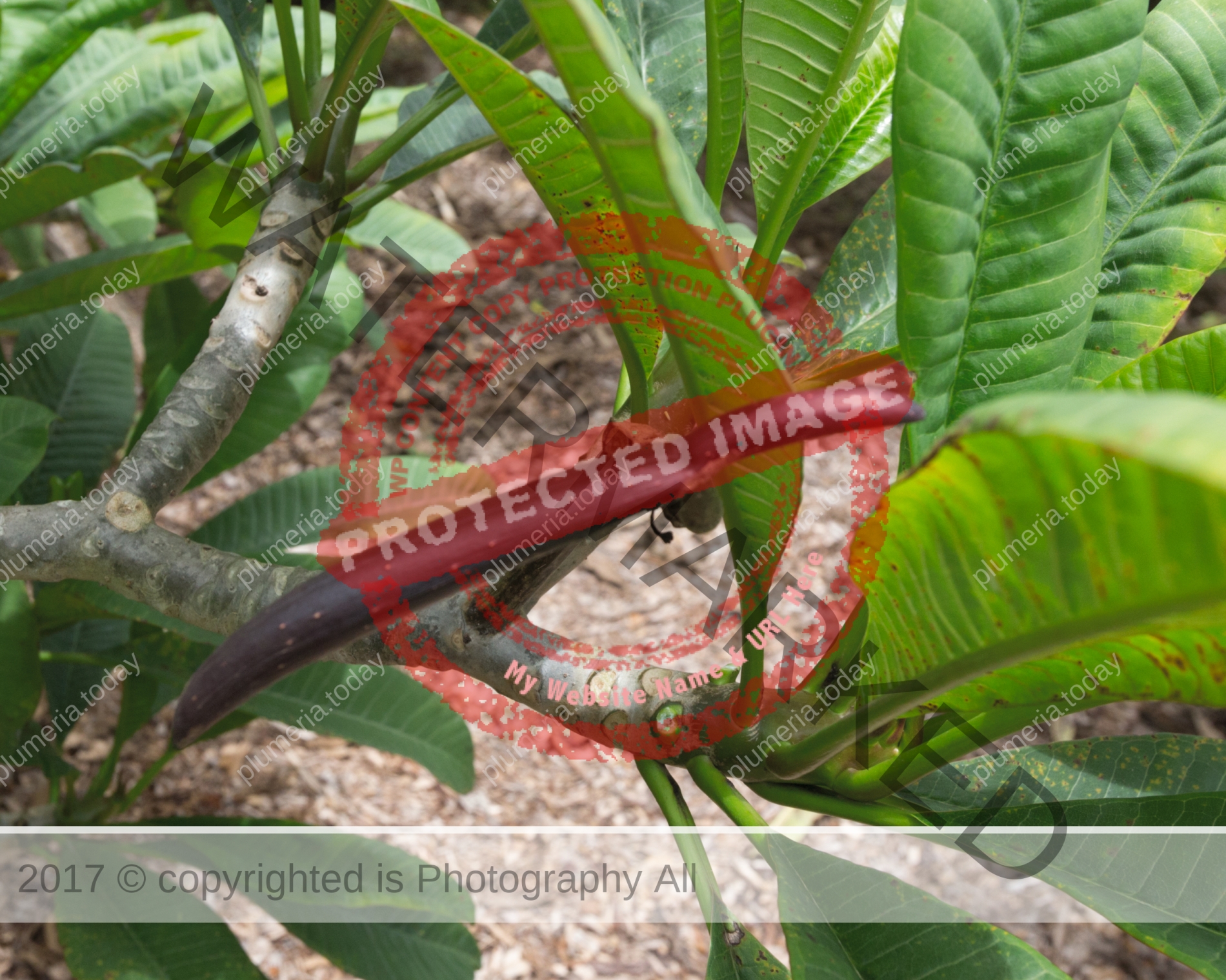 Plumeria Seed Pods