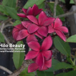 Hilo-Beauty_2181.jpg